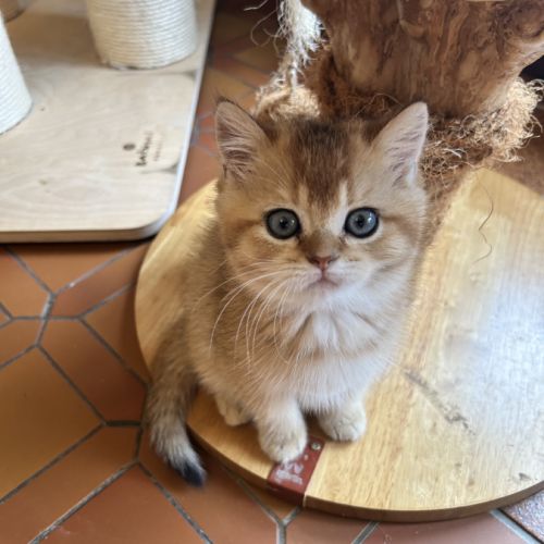 À réserver – magnifique chatte british shorthair #4