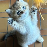 À réserver – magnifique chatte british shorthair #1