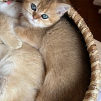 À réserver – magnifique chatte british shorthair #5