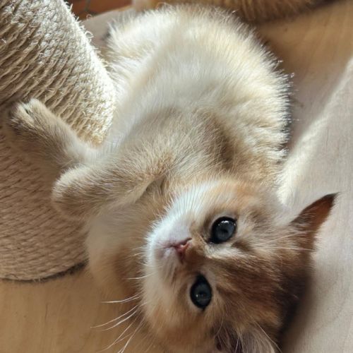 À réserver – magnifique chatte british shorthair #3
