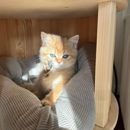 À réserver – magnifique chatte british shorthair #4
