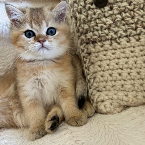 À réserver – magnifique chatte british shorthair #5