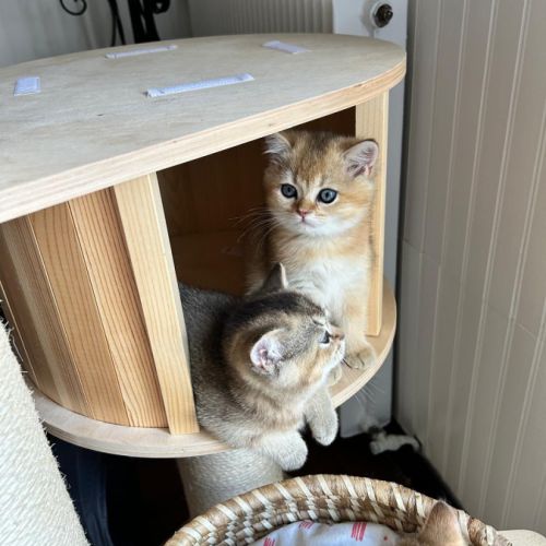 À réserver – magnifique chatte british shorthair #6