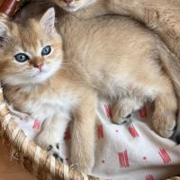 À réserver – magnifique chatte british shorthair