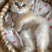 À réserver – magnifique chatte british shorthair #2