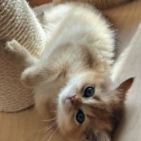 À réserver – magnifique chatte british shorthair #3
