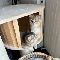 À réserver – magnifique chatte british shorthair #6
