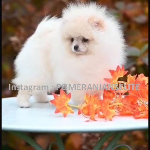 Véritable chiot poméraniens mâle et femelles #5