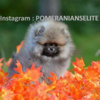 Véritable chiot poméraniens mâle et femelles #4