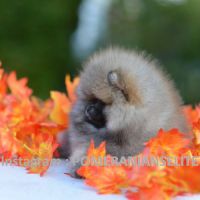 Véritable chiot poméraniens mâle et femelles #7