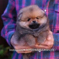 Véritable chiot poméraniens mâle et femelles #8