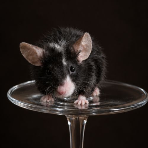 Souris de compagnie #0
