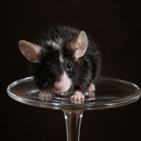 Souris de compagnie
