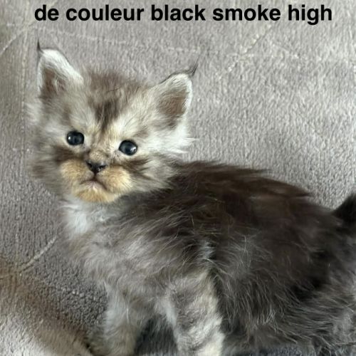 Chatons maine coon mâles et femelle #1