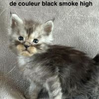 Chatons maine coon mâles et femelle #1