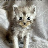 Chatons maine coon mâles et femelle