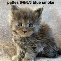 Chatons maine coon mâles et femelle #3