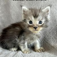 Chatons maine coon mâles et femelle #4
