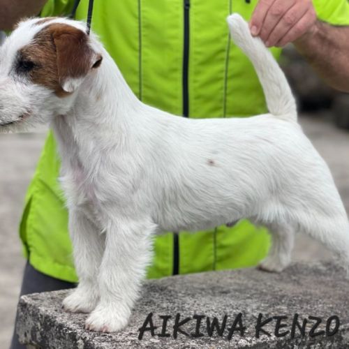 Chiot inscrit au lof #1