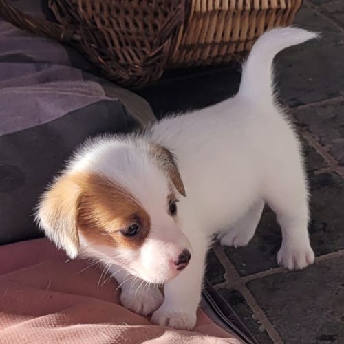 Chiot inscrit au lof #0