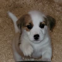 Chiot inscrit au lof