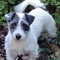Chiot inscrit au lof #3