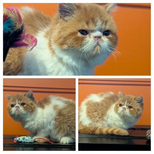 Chatons exotic shortair