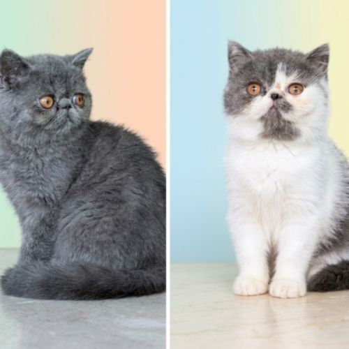 Chatons exotic shortair #3
