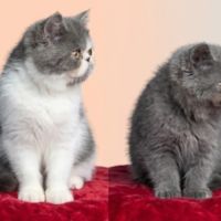 Chatons exotic shortair #2