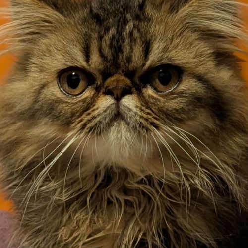 Chatons persan #2