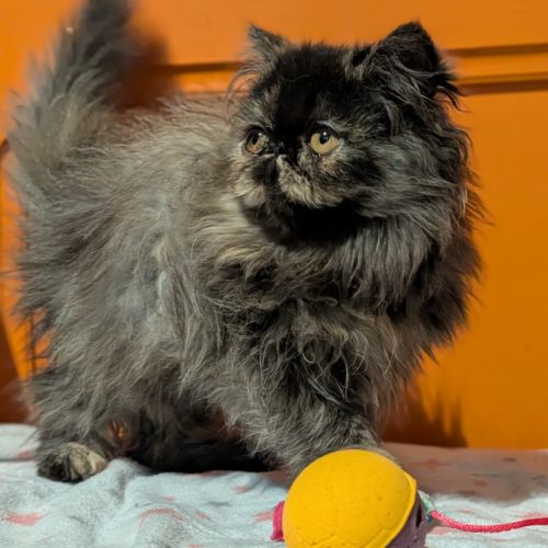 Chatons persan #3