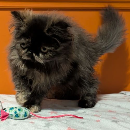 Chatons persan #5