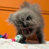 Chatons persan #1