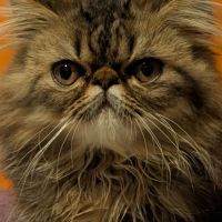 Chatons persan #2