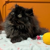 Chatons persan #4
