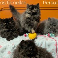 Chatons persan #6