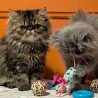 Chatons persan #0