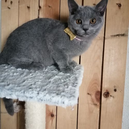 Chatons chartreux loof