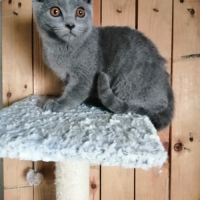 Chatons chartreux loof #3