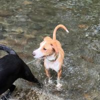 Balto le joyeux créole #8