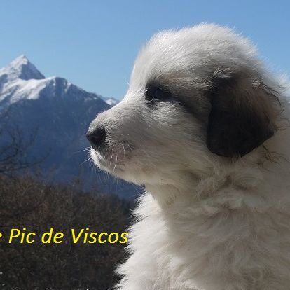 Chiots pyrénéens authentiques #0