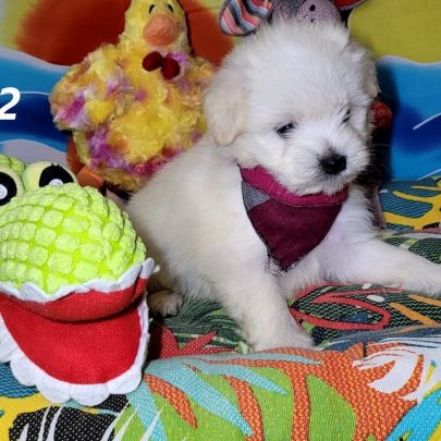 Chiots bichon maltais #0