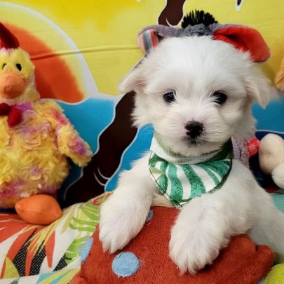 Chiots bichon maltais #3