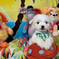 Chiots bichon maltais #2