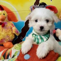 Chiots bichon maltais #3