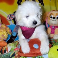 Chiots bichon maltais #4