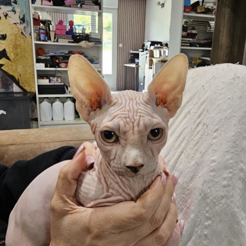 Chatons sphynx #1