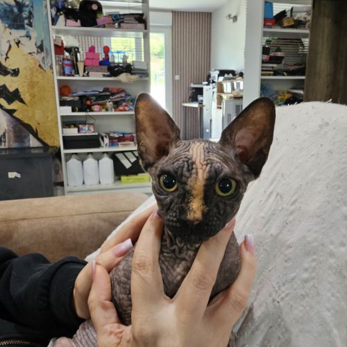 Chatons sphynx