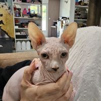 Chatons sphynx #1