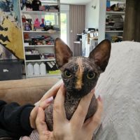 Chatons sphynx #0